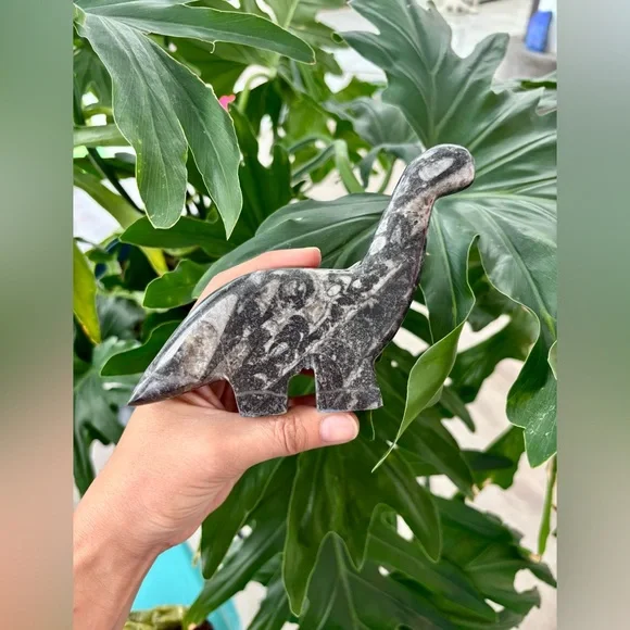 Orthoceras dinosaur - Picture 2 of 5